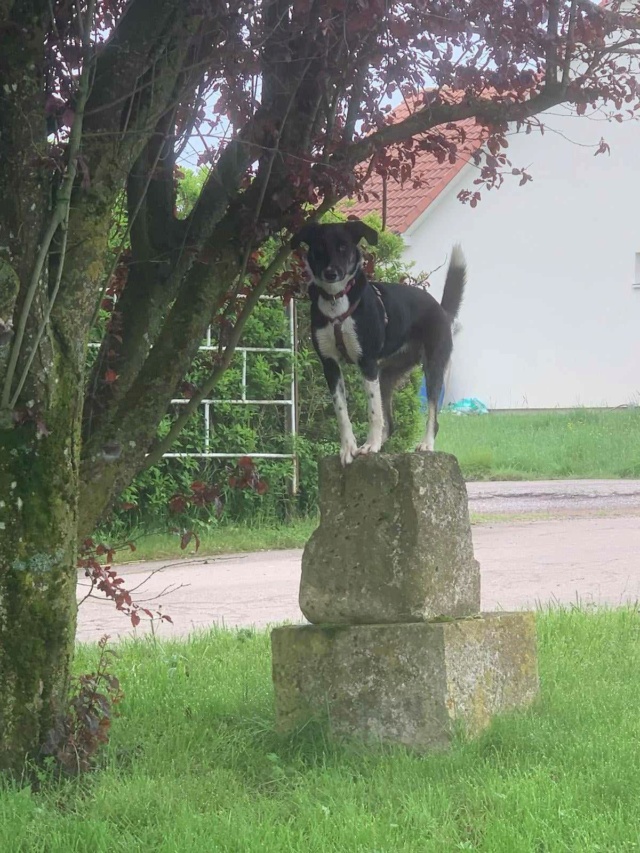 INETTE - chiot femelle, de taille moyenne à grande à l'âge adulte - née environ en mai 2023 - (Centre RM Pascani en Roumanie) - Adoptée par Claire (54) 44103510