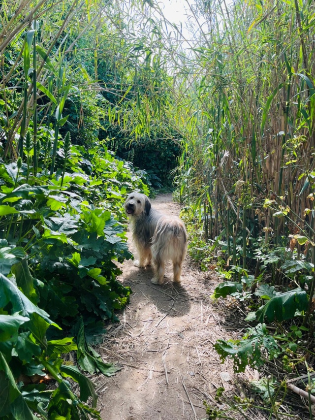 FAYA (ex MORENO) - chiot mâle, de taille moyenne à l'âge adulte - né environ en juin 2022 - Au refuge de Camelia à Bucarest (Roumanie) - Adopté par  Corinne (83) 44137910