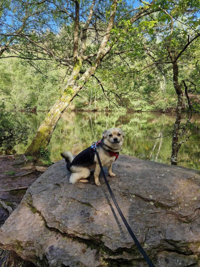 SYRAH (ex SILLA) - femelle, croisée, de petite taille à l'âge adulte, née environ en mi janvier 2020 - REMEMBER ME LAND - Adoptée par Nathalie (Belgique) 44506611