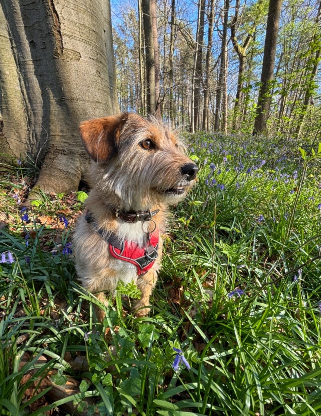 KIRA - femelle, de petite taille - née environ en avril 2019 - REMEMBER ME LAND - Adoptée par Annie (1310 - Belgique) 44801210