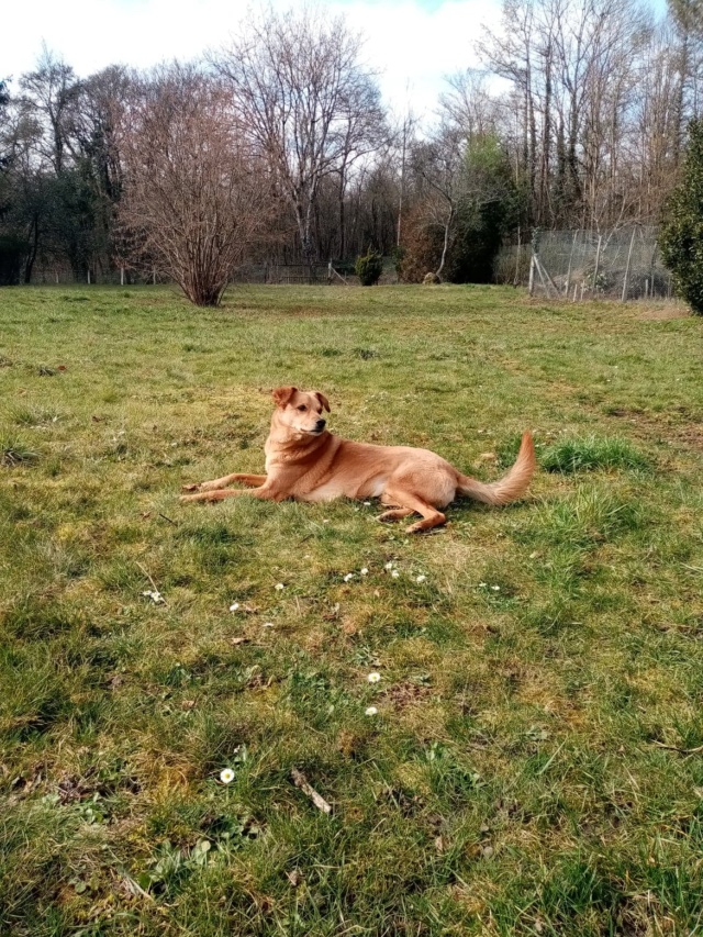 LUCKY, mâle, de taille moyenne, né en octobre 2015 (Pascani) - adopté par Anna (93) - Page 2 614