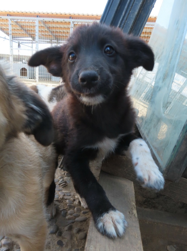 MEIKO (ex ACTEON) - chiot mâle, de taille moyenne à l'âge adulte - né environ en mai 2023 - REMEMBER ME LAND - Adopté par Laura (67) Acteon10