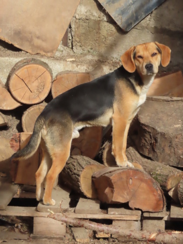 AJACCIO - mâle, beagle, de taille petite à moyenne - né environ en août 2022 - REMEMBER ME LAND  Ajacci20