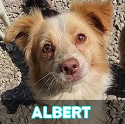 Association Remember Me France : sauver et adopter un chien roumain Albert18