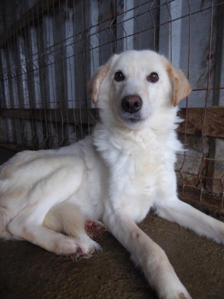 BIANCA (ex ALMA) - femelle, de taille moyenne - née environ en janvier 2017 (Tergu Neamt) - REMEMBER ME LAND - Adopté par Sarah (Belgique) Alma_710