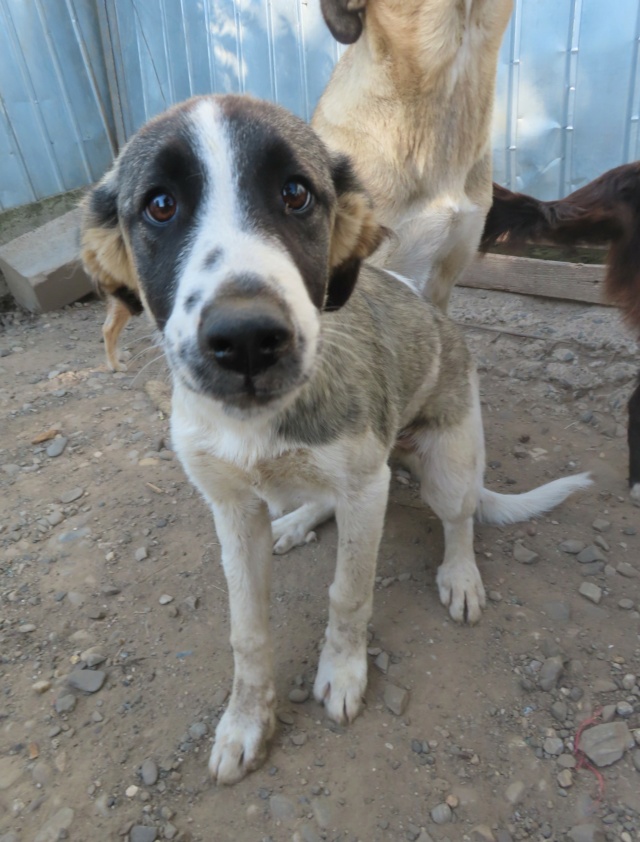 SAM (ex ASTREA) - chiot femelle, de taille moyenne à l'âge adulte - née environ en janvier 2023 - REMEMBER ME LAND - Adoptée par Taran (1201 - Suisse) Astrea12