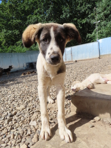 SAM (ex ASTREA) - chiot femelle, de taille moyenne à l'âge adulte - née environ en janvier 2023 - REMEMBER ME LAND - Adoptée par Taran (1201 - Suisse) Astrea14