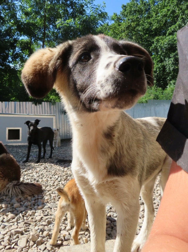 SAM (ex ASTREA) - chiot femelle, de taille moyenne à l'âge adulte - née environ en janvier 2023 - REMEMBER ME LAND - Adoptée par Taran (1201 - Suisse) Astrea20