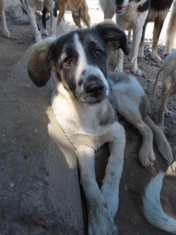 SAM (ex ASTREA) - chiot femelle, de taille moyenne à l'âge adulte - née environ en janvier 2023 - REMEMBER ME LAND - Adoptée par Taran (1201 - Suisse) Astrea24