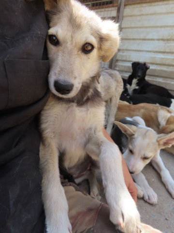 YUKA (ex AVORIAZ) - chiot femelle, de taille moyenne à l'âge adulte - née environ en mars 2023 - REMEMBER ME LAND - Adoptée par Sandrine (88) Avoria13