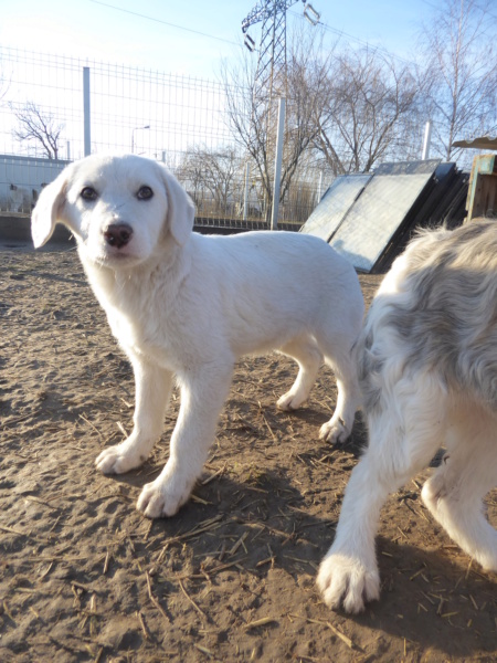 KIMM (ex AXEL) - chiot mâle, de taille moyenne à l'âge adulte - né environ en septembre 2022 - (Centre RM Pascani en Roumanie) - Adopté par Jean Marie (4040 - Belgique)  Axel_510