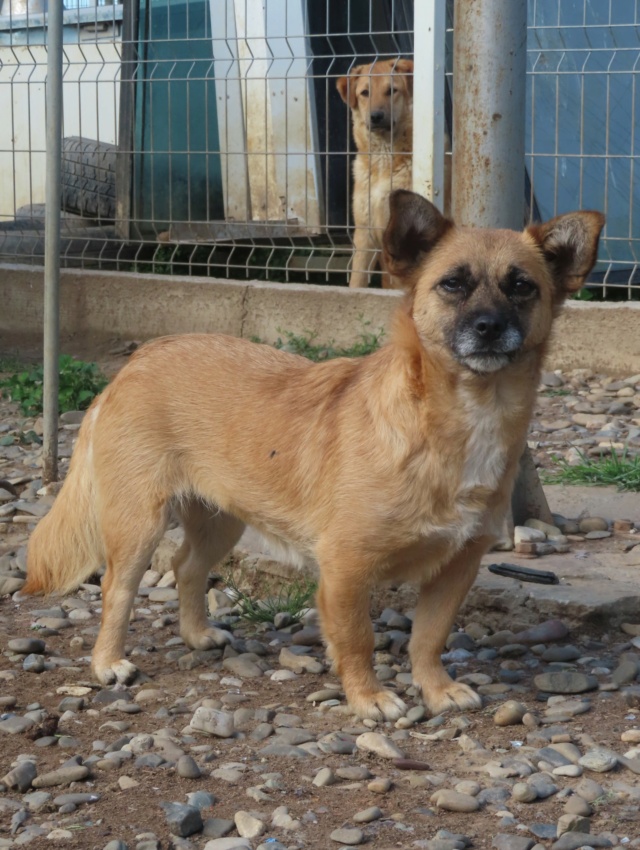 azucena - AZUCENA - femelle, de taille petite à moyenne - née environ en février 2021 (TERGU NEAMT) - CENTRE RM Pascani (Roumanie) Azucen14