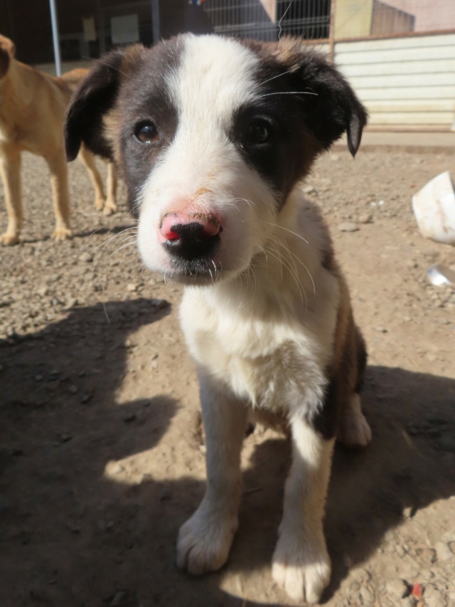 BABAORHUM - chiot mâle, de taille moyenne à l'âge adulte - né environ en janvier 2024 - REMEMBER ME LAND / RESERVE ADOPTION PAR Fanny (38) Babaor13