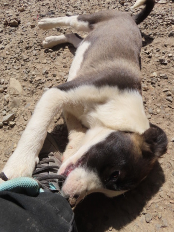 BABAORHUM - chiot mâle, de taille moyenne à l'âge adulte - né environ en janvier 2024 - REMEMBER ME LAND - RESERVE ADOPTION PAR Fanny (38) Babaor28