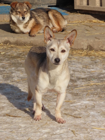 PRUNE (ex BAHAMAS) - femelle, de petite taille - née environ en septembre 2021 - REMEMBER ME LAND - en FA chez Mathilde (89) - Adoptée par Pauline et Johann (53) Bahama11