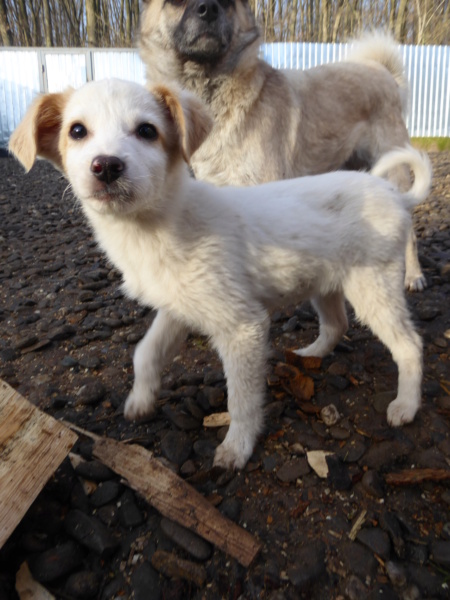 YAGO (ex BAKI) - chiot mâle, de taille moyenne à l'âge adulte - né environ en octobre 2022 - REMEMBER ME LAND - Adopté par Laureen (67)  Baki_115