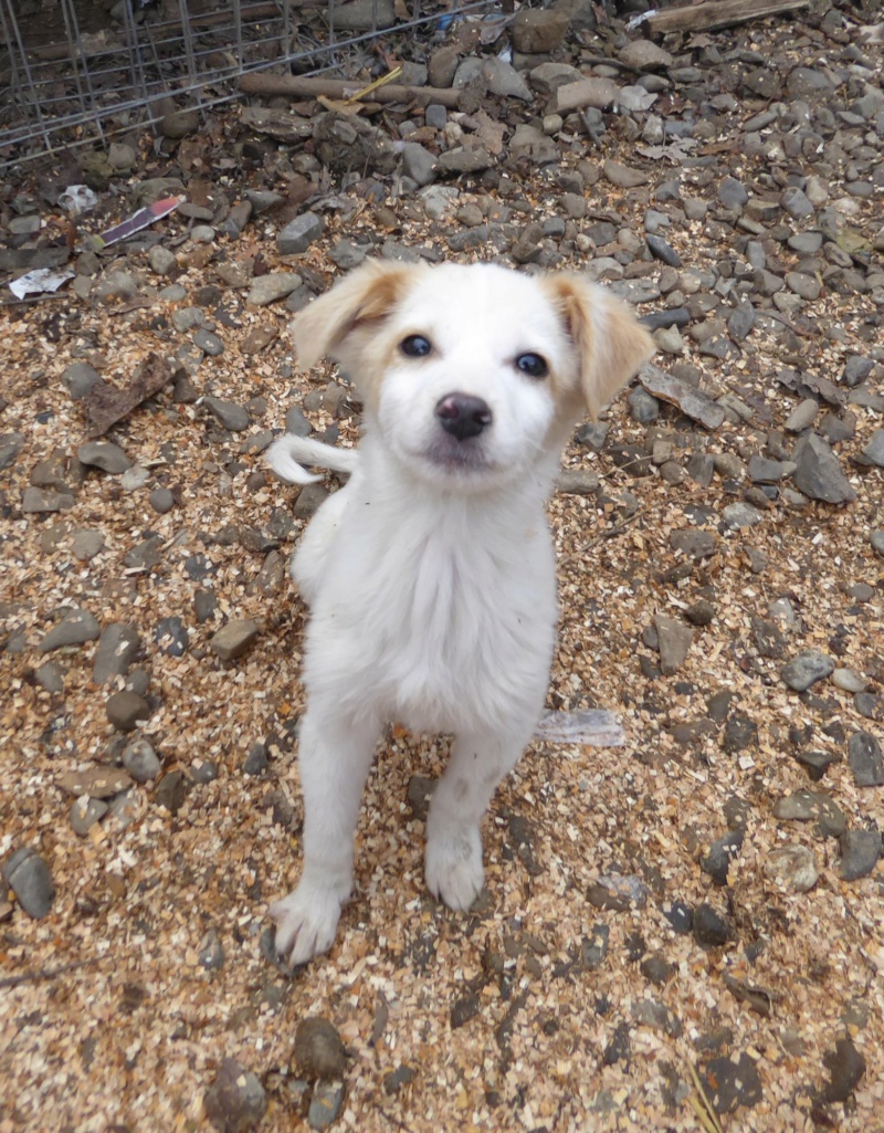 YAGO (ex BAKI) - chiot mâle, de taille moyenne à l'âge adulte - né environ en octobre 2022 - REMEMBER ME LAND - Adopté par Laureen (67)  Baki_210