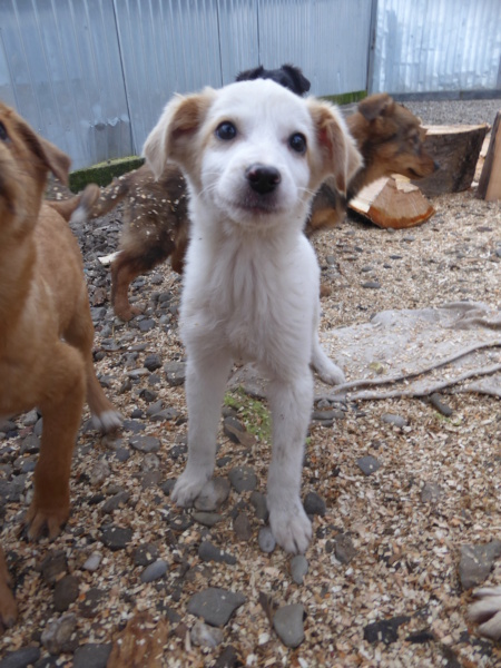 YAGO (ex BAKI) - chiot mâle, de taille moyenne à l'âge adulte - né environ en octobre 2022 - REMEMBER ME LAND - Adopté par Laureen (67)  Baki_710