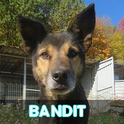 Les chiens en captivité depuis + de 5 ans / + 6 ANS / + DE 7 ANS / + de 8 ANS et plus en un clin d'oeil - MISE A JOUR MARS 2024 Bandit14