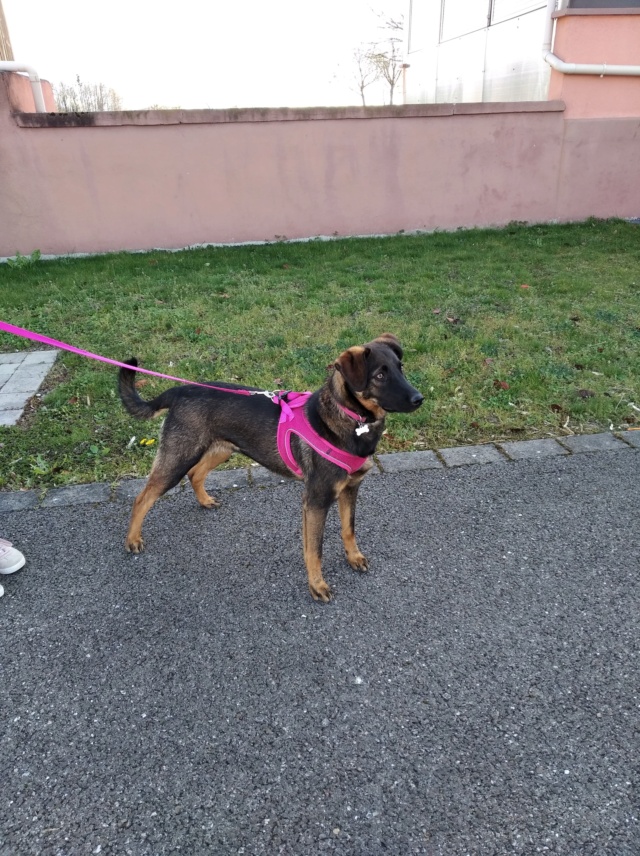 PRALINE (ex BARCELONE) - chiot femelle, de taille moyenne à l'âge adulte - née environ en juillet 2020 - REMEMBER ME LAND - Adoptée par Denis (67) Barcel10