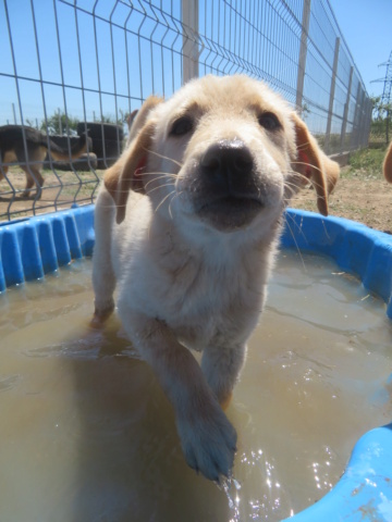 LUCKY (ex BASKET) - chiot mâle, typé golden retriever, de taille moyenne à grande à l'âge adulte - né environ en avril 2022 - REMEMBER ME LAND - Adopté par Gilbert (6120 - Belgique)  Basket15