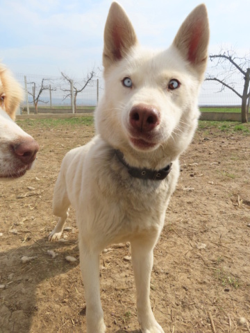 BELLA1 - femelle husky, de taille moyenne - née en environ en mars 2018 - (Centre RM Pascani en Roumanie) - DECEDEE Bella_13