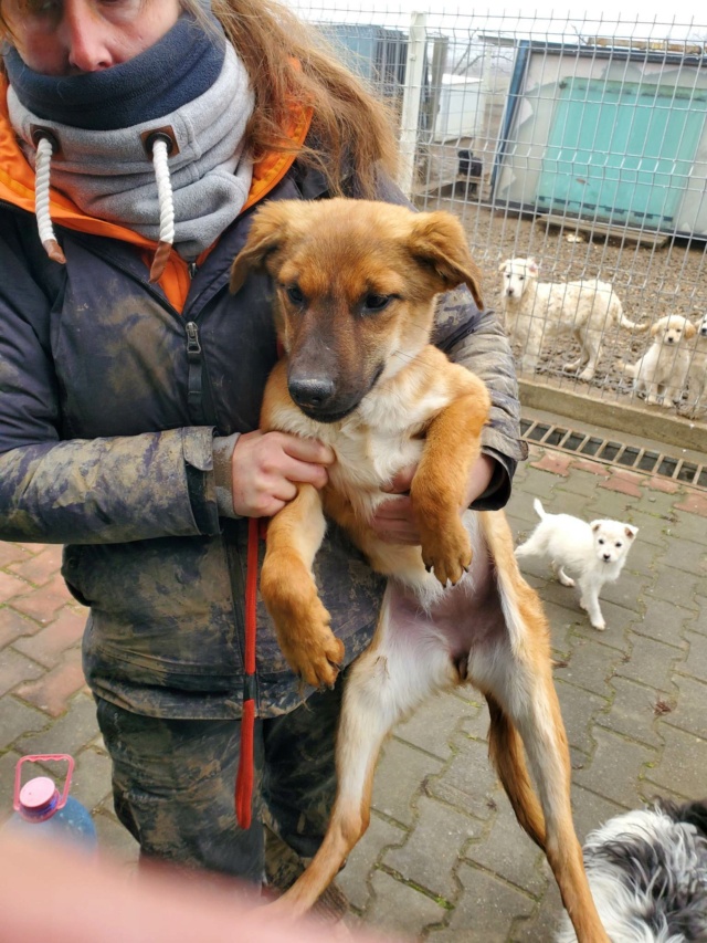 PRALINE (ex BERLINE) - chiot femelle, de taille moyenne à l'âge adulte - née environ en mars 2022 - Centre RM PASCANI (ROUMANIE) - Adoptée par Nathalie (1085 - Suisse)  Berlin19