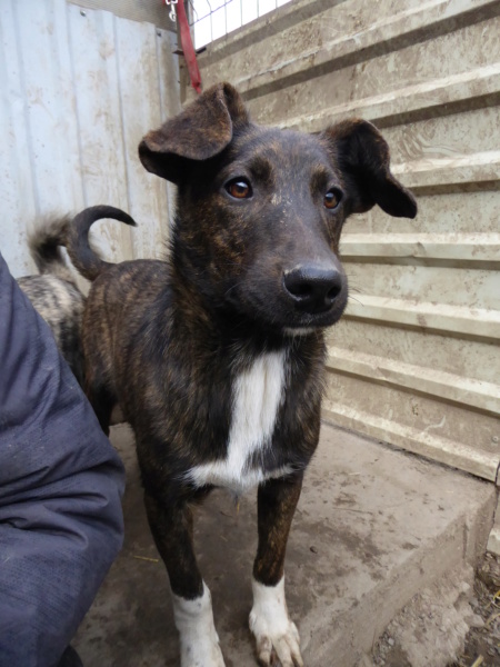 JAX (ex BIXENTE) - chiot mâle, de taille moyenne à l'âge adulte - né environ en mai 2022 - REMEMBER ME LAND - RESERVÉ ADOPTION PAR Gregory (71) Bixent13