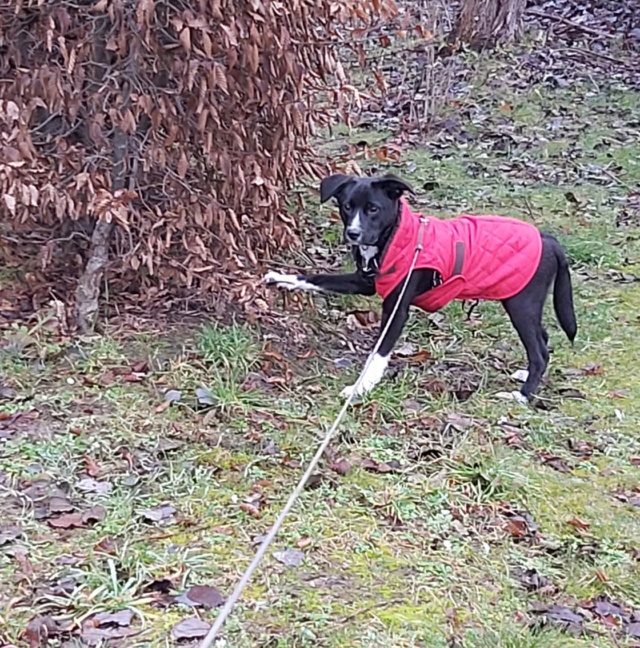 BLACKY (ex KETCHUP) - chiot mâle, de taille petite à moyenne à l'âge adulte - né environ en mi-juillet 2020 - REMEMBER ME LAND - Adopté par Maria (Belgique) - Page 2 Blacky11