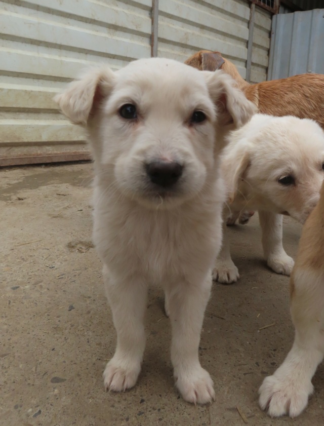 BLOSSOM - chiot mâle, typé croisé golden retriever, de taille moyenne à l'âge adulte - né environ en novembre 2023 - REMEMBER ME LAND - Adopté par Gwenaelle (93)  Blosso19