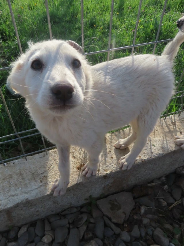 BLOSSOM - chiot mâle, typé croisé golden retriever, de taille moyenne à l'âge adulte - né environ en novembre 2023 - REMEMBER ME LAND - Adopté par Gwenaelle (93)  Blosso31