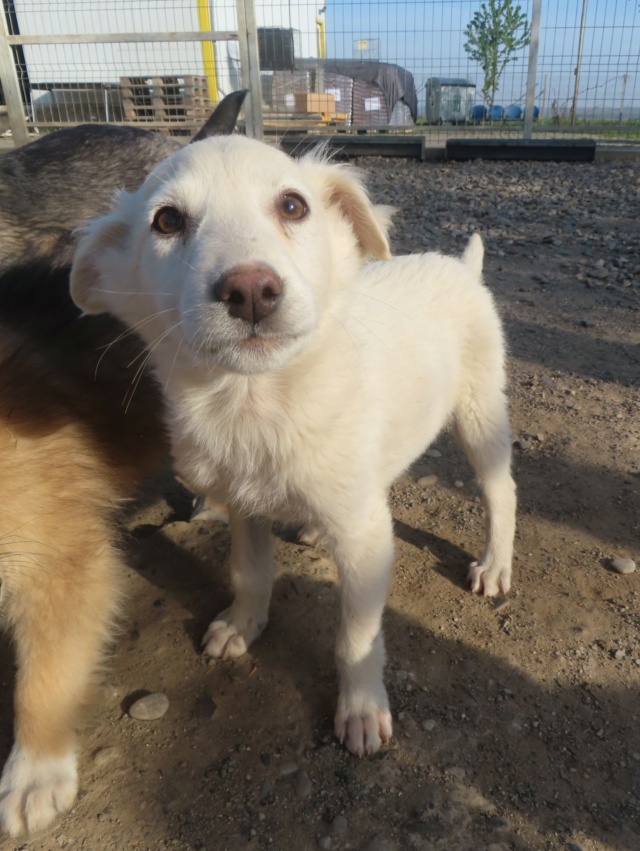 BLOSSOM - chiot mâle, typé croisé golden retriever, de taille moyenne à l'âge adulte - né environ en novembre 2023 - REMEMBER ME LAND - Adopté par Gwenaelle (93)  Blosso32