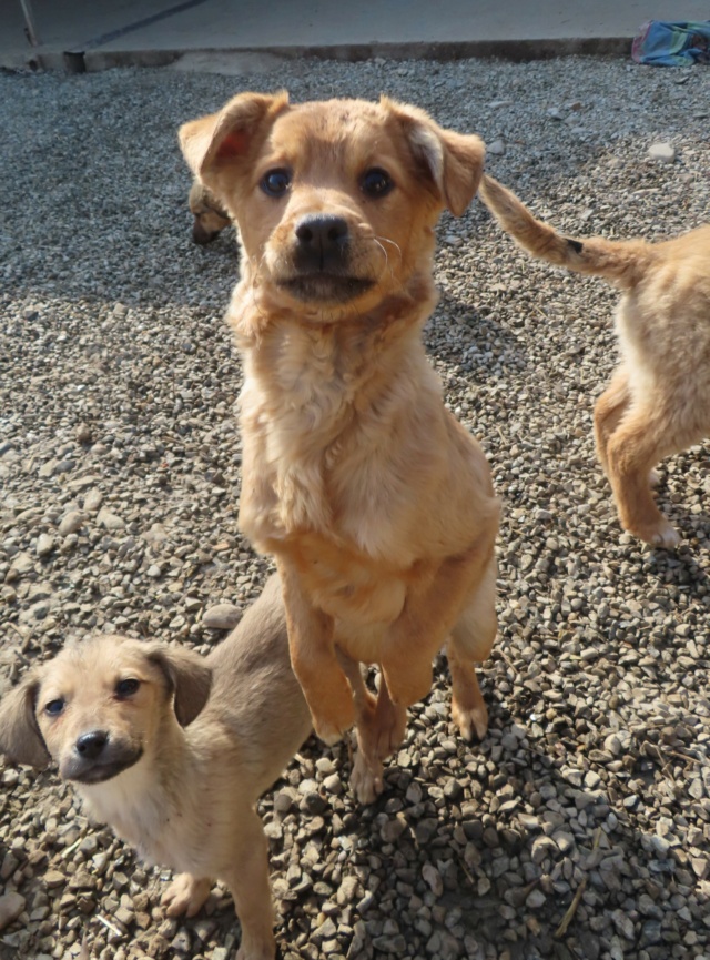 BLUETTE - chiot femelle, de taille moyenne à l'âge adulte - née environ en novembre 2023 - Centre RM Pascani (Roumanie) Bluett28