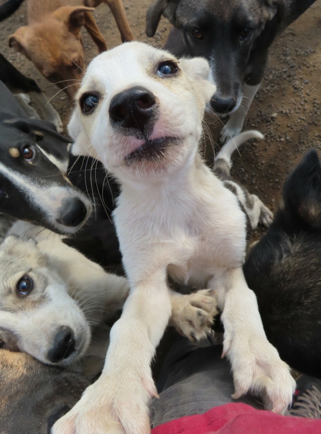 SAMY (ex BOHORT) - chiot mâle, de taille moyenne à l'âge adulte - né environ en mai 2023 - REMEMBER ME LAND - Adopté par Marie Odile (57) Bohort17