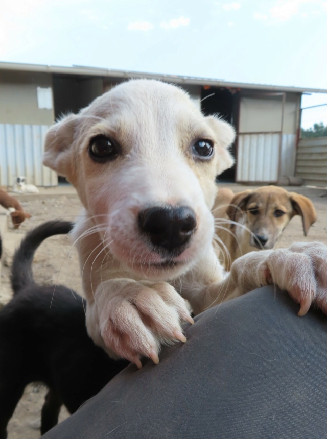 SAMY (ex BOHORT) - chiot mâle, de taille moyenne à l'âge adulte - né environ en mai 2023 - REMEMBER ME LAND - Adopté par Marie Odile (57) Bohort23