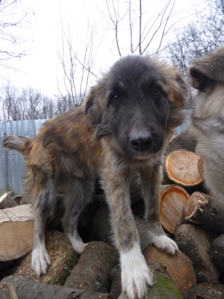 BONSAÏ - chiot mâle, de taille petite à moyenne à l'âge adulte - né environ en mars 2022 - Adopté par Marianne (4141 - Belgique) Bonsai23