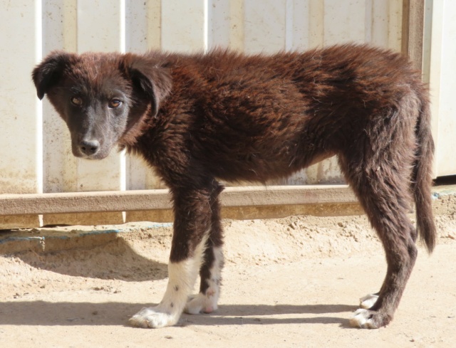 BORAH - chiot femelle, de taille moyenne à l'âge adulte - née environ en mars 2023 - REMEMBER ME LAND -  ADOPTEE PAR Annie (06) Borah_10