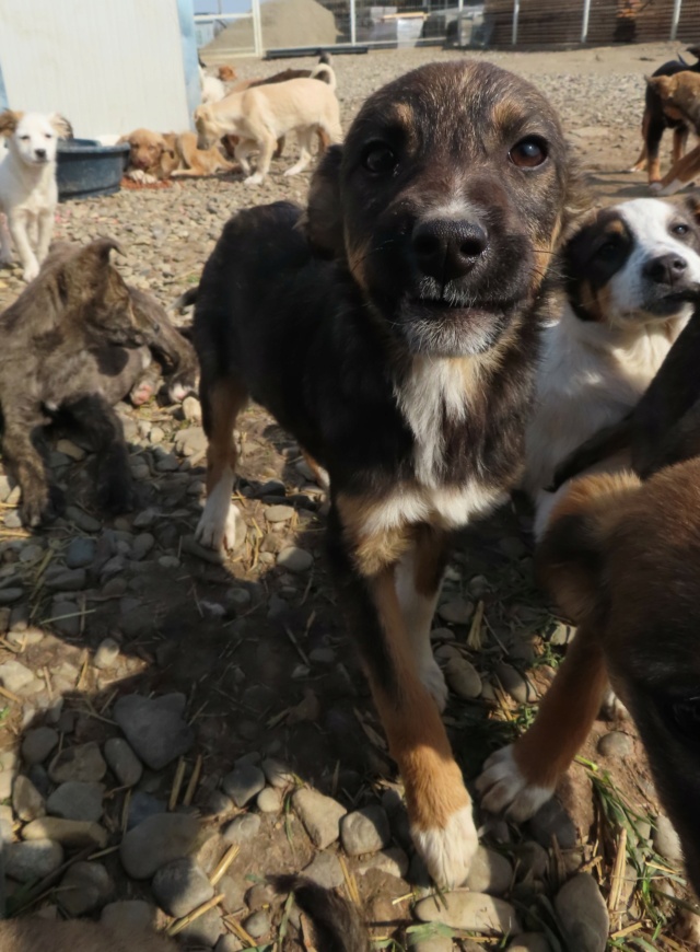 ZIA (ex BOREE) - chiot femelle, de taille moyenne à grande à l'âge adulte - née environ en janvier 2023 - (Centre RM Pascani en Roumanie) - Adoptée par Alexandra (69) Boree_14