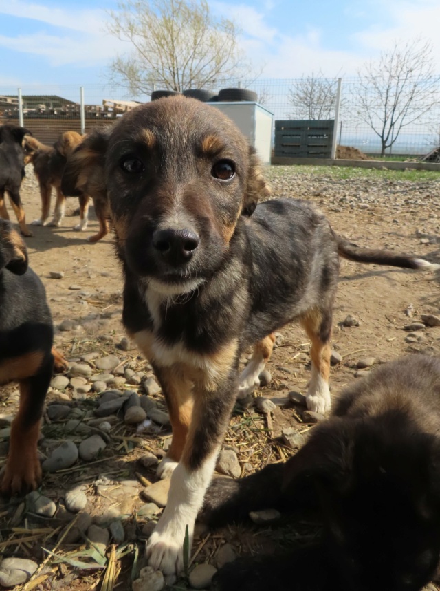 ZIA (ex BOREE) - chiot femelle, de taille moyenne à grande à l'âge adulte - née environ en janvier 2023 - (Centre RM Pascani en Roumanie) - Adoptée par Alexandra (69) Boree_16