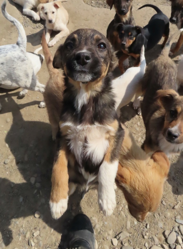 ZIA (ex BOREE) - chiot femelle, de taille moyenne à grande à l'âge adulte - née environ en janvier 2023 - (Centre RM Pascani en Roumanie) - Adoptée par Alexandra (69) Boree_19