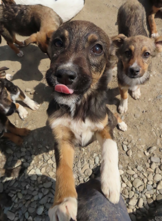 ZIA (ex BOREE) - chiot femelle, de taille moyenne à grande à l'âge adulte - née environ en janvier 2023 - (Centre RM Pascani en Roumanie) - Adoptée par Alexandra (69) Boree_20