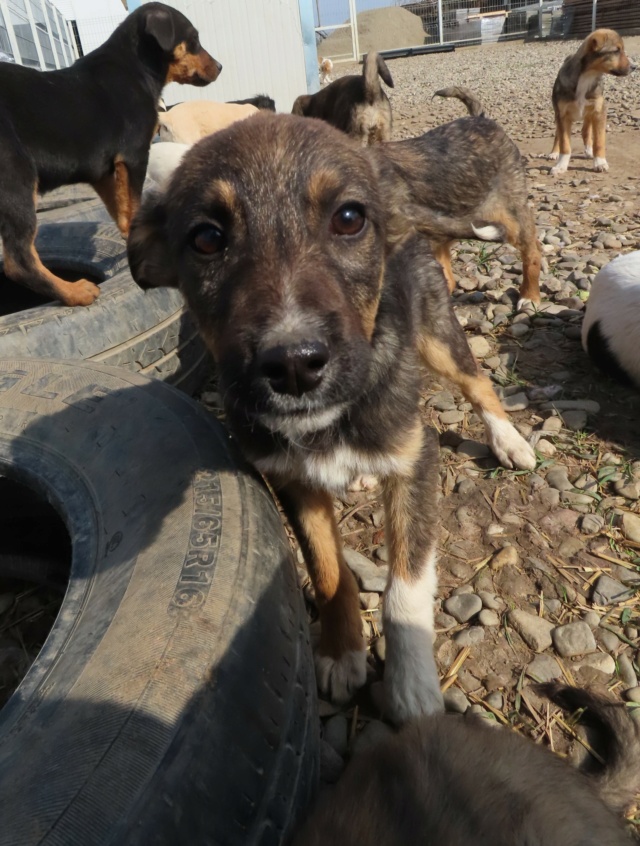 ZIA (ex BOREE) - chiot femelle, de taille moyenne à grande à l'âge adulte - née environ en janvier 2023 - (Centre RM Pascani en Roumanie) - Adoptée par Alexandra (69) Boree_23