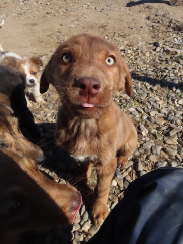 ASLAN (ex BOUTCHOU) - chiot mâle, de taille moyenne à l'âge adulte - né environ en décembre 2022 - (Centre RM Pascani en Roumanie) - Adopté par Aurore (76) Boutch14