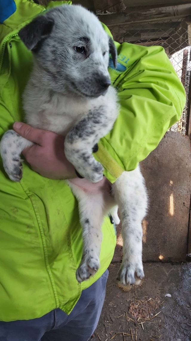 BRASKA - chiot femelle, de taille moyenne à l'âge adulte - née environ en mi-octobre 2020 - REMEMBER ME LAND - Adopté par Natacha (Belgique)  Braska10