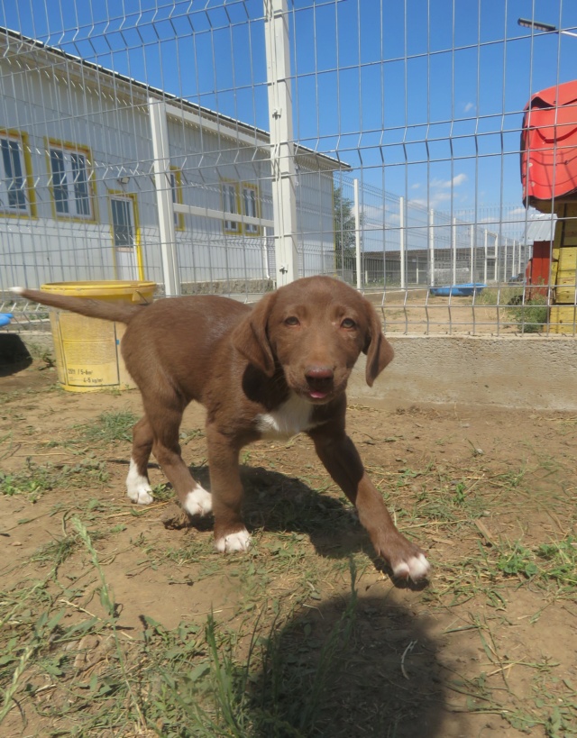 PHOEBE (ex BROONIE) - chiot femelle, typée labrador chocolat, de taille moyenne à l'âge adulte - née environ en avril 2022 - REMEMBER ME LAND - Adoptée par Laurence (94)  Brooni16