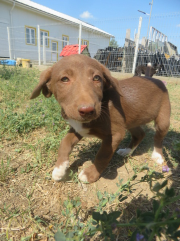 PHOEBE (ex BROONIE) - chiot femelle, typée labrador chocolat, de taille moyenne à l'âge adulte - née environ en avril 2022 - REMEMBER ME LAND - Adoptée par Laurence (94)  Brooni24