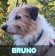 BRUNO - 9 ans - Asso Remember Me  - en fa (68) Bruno16