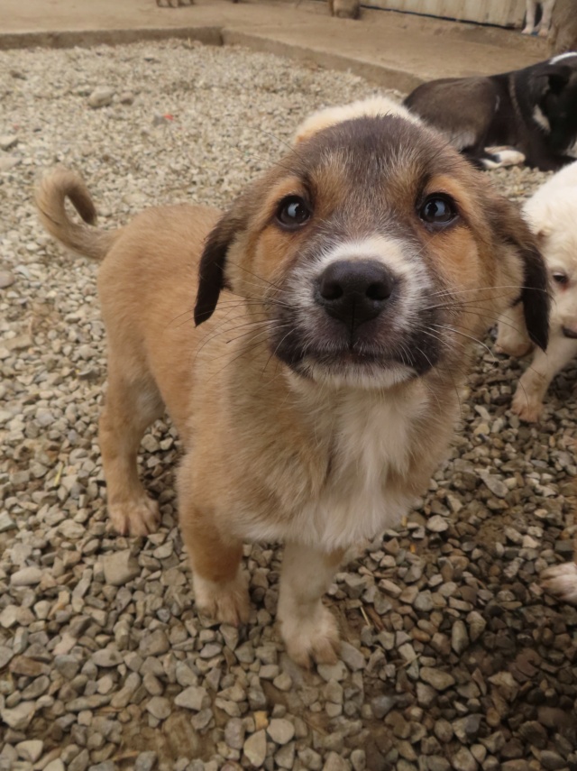 CALEDONIA - chiot femelle, de taille petite à moyenne à l'âge adulte - née environ en novembre 2023 - REMEMBER ME LAND - DECEDEE Caledo22