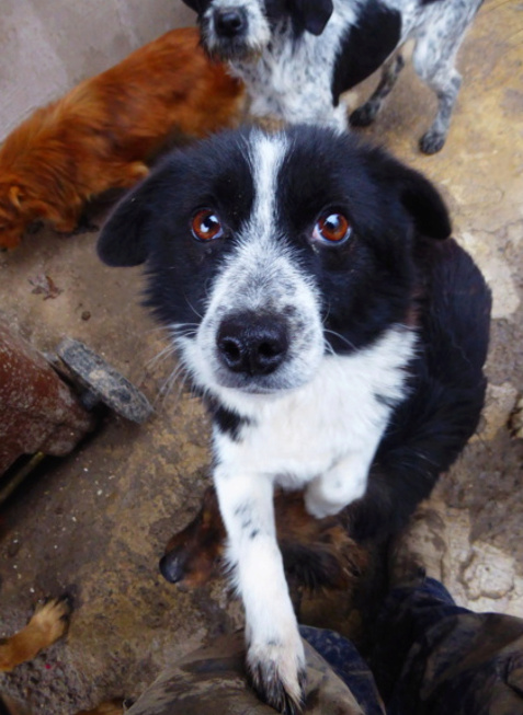 MOUCHE (ex JOSIE) - femelle, de petite taille - née environ en juillet 2019 - REMEMBER ME LAND - Adoptée par Paule (33)  Captu852