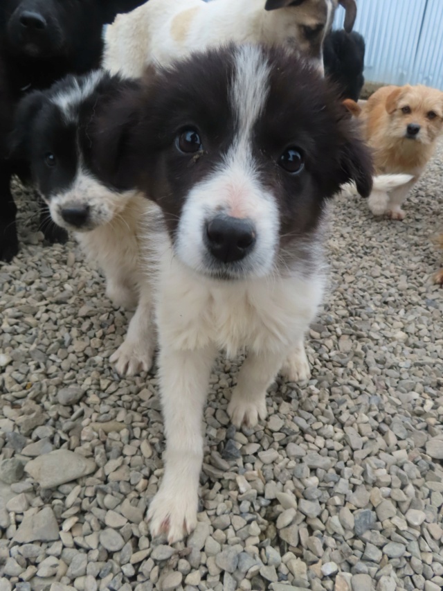 CASSIANA - chiot femelle, typée border collie, de taille moyenne à l'âge adulte - née environ en décembre 2023 - REMEMBER ME LAND - Adoptée par France (4190 - Belgique)  Cassia11